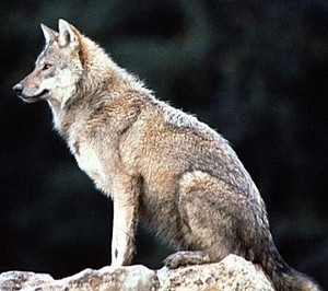 Read more about the article Huntidest ja nende kommetest