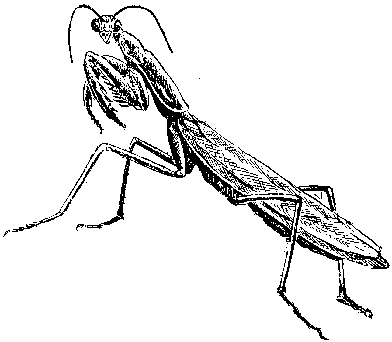 Read more about the article 47. lugu: Ritsikate rappimine Pinsolaarumi teispoolsuses